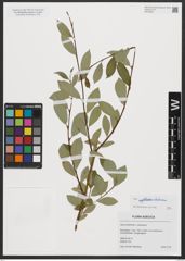 Foto von Salix starkeana Willd.